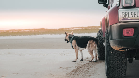 5 Essential Keys to Embark Your Next Travel Adventure with Your Dog