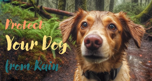 6 Ways to Protect Your Dogs from Rain While Hiking