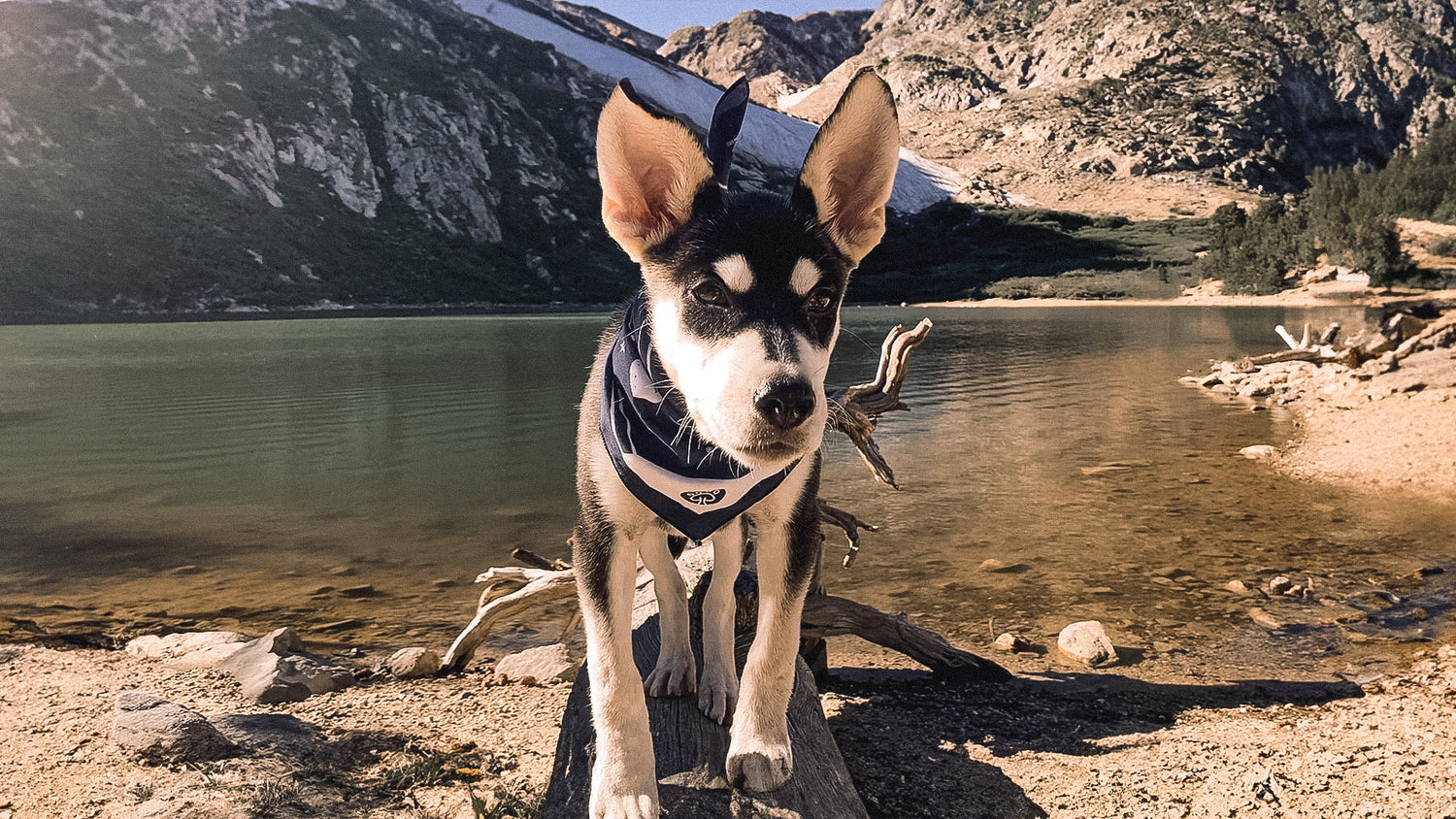 Dog's Bandanas