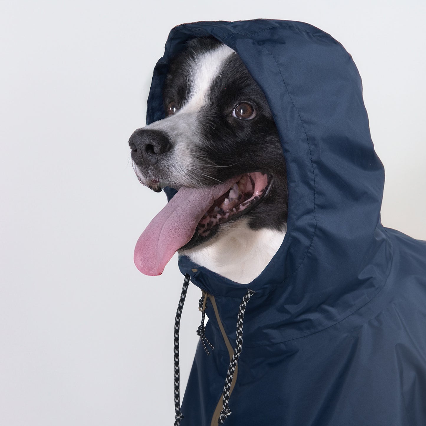 Baja Coastline Dog Waterproof Jacket