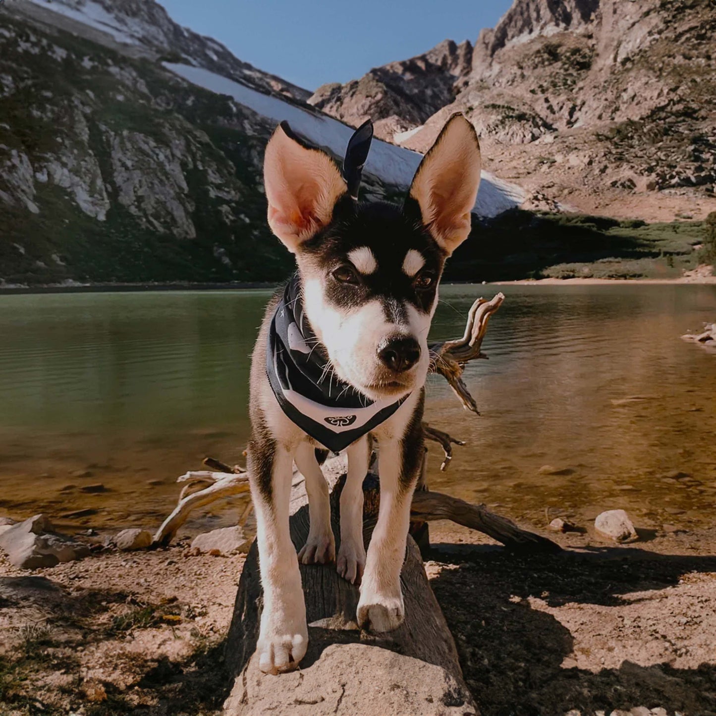 A young adventure puppy wearing a stylish outdoor bandana, standing on a rock by a scenic alpine lake. The ideal travel gear for active dogs exploring the wilderness.